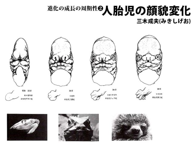 人胎児の顔貌変化(三木成夫)