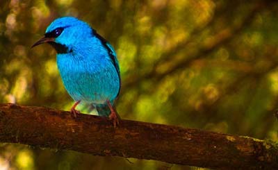 青い鳥1
